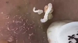 Экстремальное удаление черных точек — расслабляющее видео