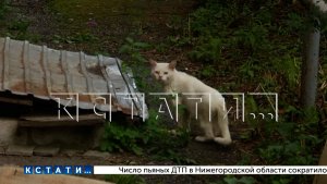 В Балахне кто‑то похищает кошек, а потом в укромных местах находят десятки тел, сложенных в шалашах