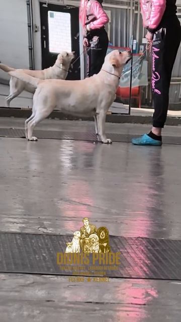 ⚜️ДИОНИС ПРАЙД⚜️
⚜️ДИОНИС ПРАЙД КАЙЯ⚜️
Звезда, занимается со своим любимым хендлером Анной Блиновой