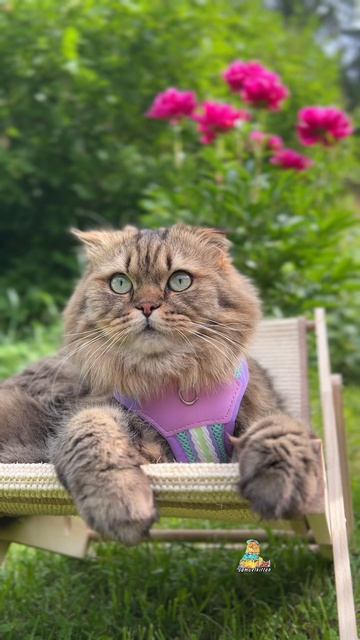 Мама меня любит больше всех!😻 #котики #юмор #животные #природа