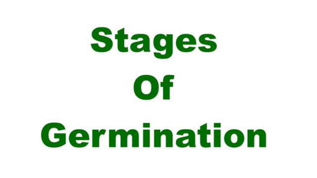 Science - Seed Germination Animation (From seed to plant) - English смотреть онлайн