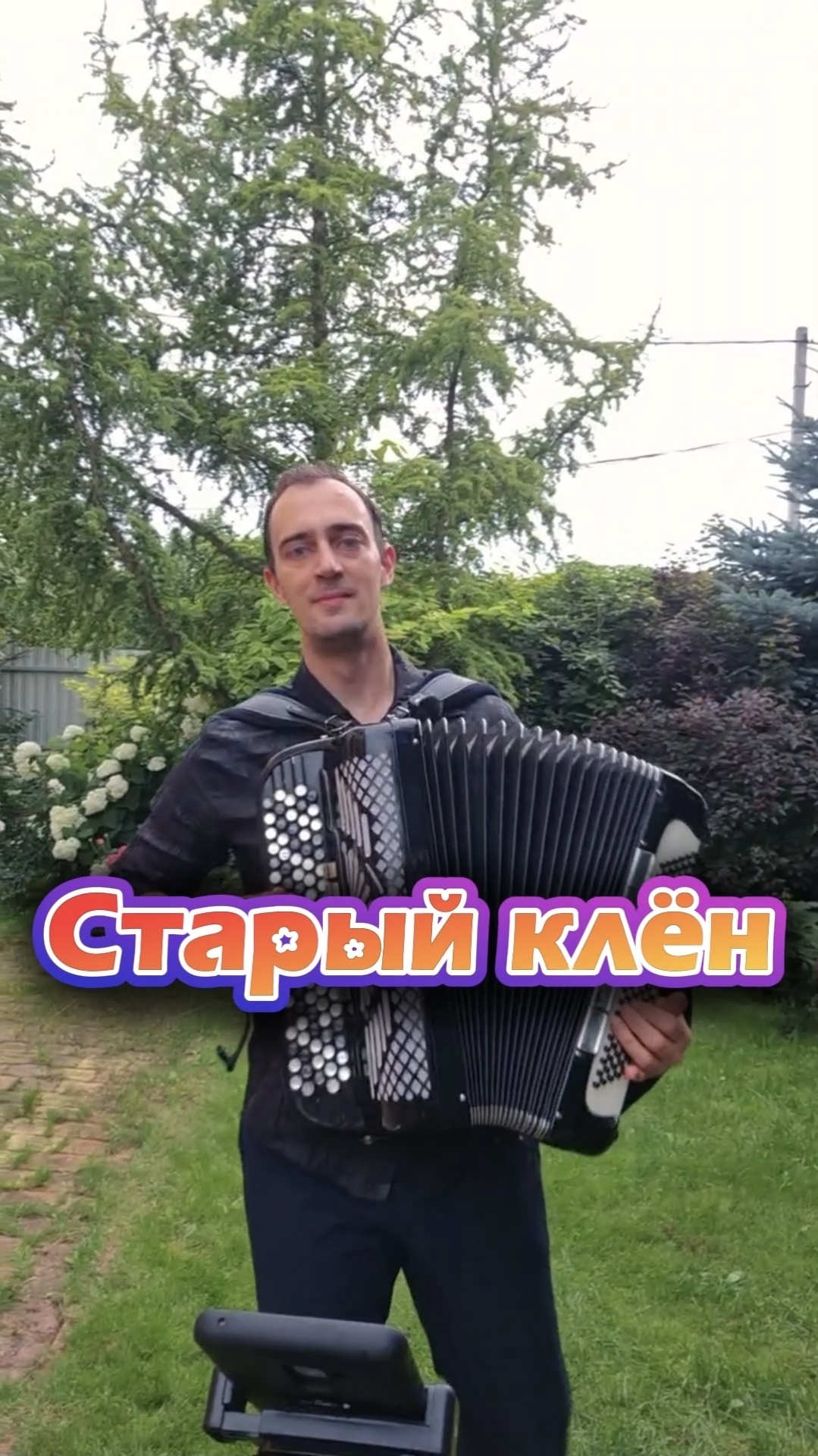 Старый клён