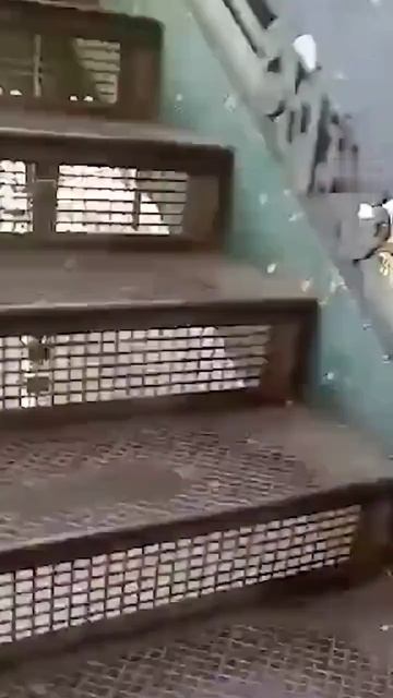 Негры избили полицейского за замечание