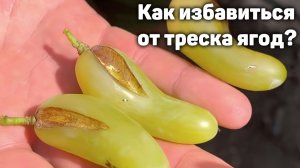 Чем подкормить виноград чтобы ягоды не трещали? (10.07.2024) Видеоблог Давида Алверцяна
