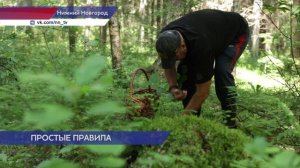 Сотрудники Роспотребнадзора напоминают, как правильно вести себя при походе в лес за грибами