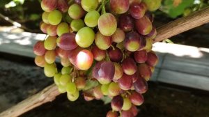 ЧЁРНАЯ РОЗА!🍇🍇🍇 СОЗРЕВАНИЕ!!! Telegram, WhatsApp, Vlber и MAX+79528500417. ТЕЛ. +79054033245.