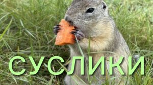 15-07-2026 Красноярск.остров Татышев и его обитатели.