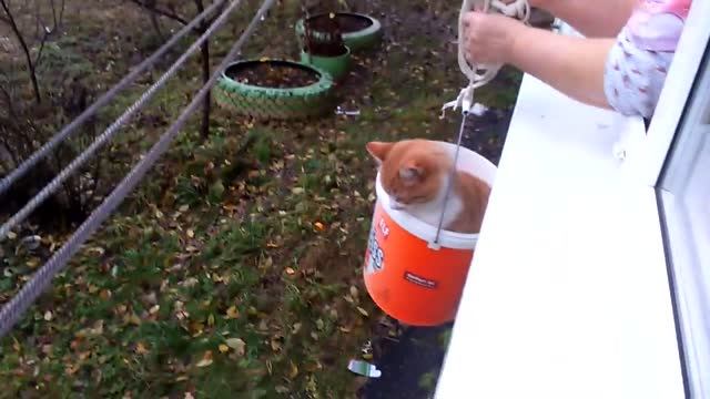 Маркиз идёт гулять
