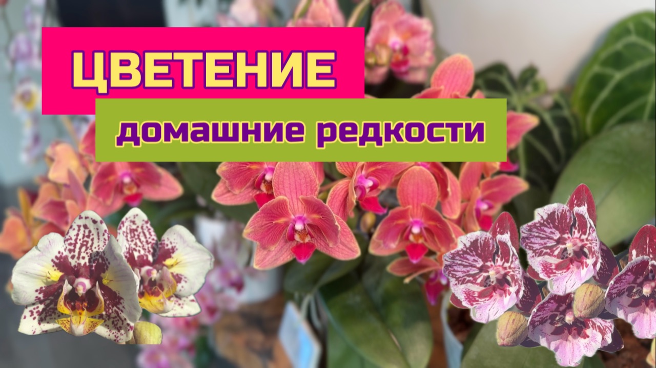 Цветущие редкие орхидеи фаленопсис. Бабочки пелоры, много сюрпризов смотреть онлайн