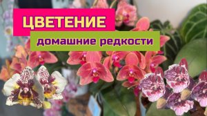 Цветущие редкие орхидеи фаленопсис. Бабочки пелоры, много сюрпризов