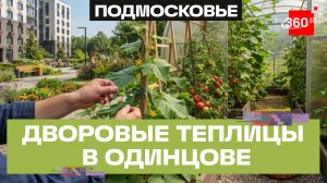 Огурцы и помидоры растут в дворовых теплицах Одинцова