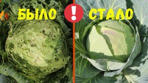 ГУСЕНИЦЫ И СЛИЗНИ ИСЧЕЗНУТ! Столовая ложка на ведро воды творит чудеса!