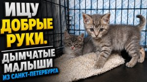 Ищу добрые руки. Дымчатые малыши из Санкт-Петербурга.