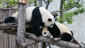ПОТРЯСАЮЩИЕ ВИДЕО В 4К