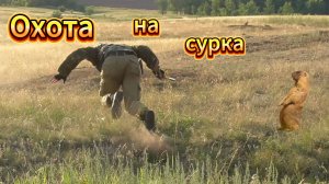 Охота на сурка 10 метров полет над норой.