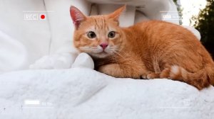 🐾 Мама-кошка подстригает шерст