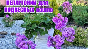 Пеларгонии для подвесных и высоких кашпо.
