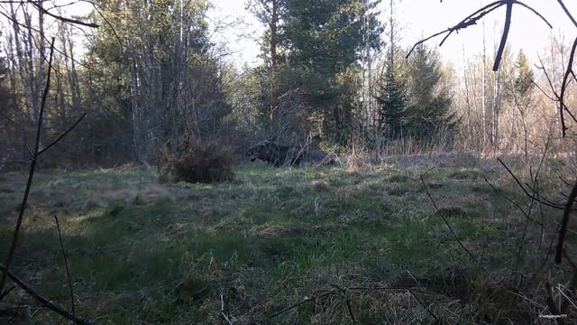 Дикая природа без прикрас: кого запечатлела моя фотоловушка этой весной
