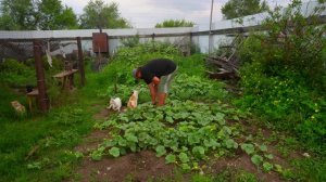 Шерочка с Машерочкой Вечерняя работа труженика из села ПОДВАЛ ИЛЬИЧА