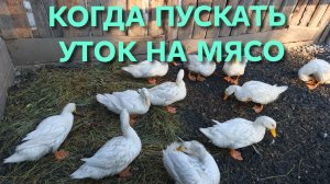 Когда забивать уток на мясо