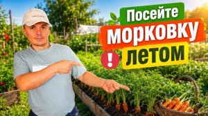 Посев моркови летом: успейте получить сладкие корнеплоды!