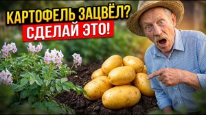 Одна ошибка в ИЮЛЕ— и картошка МЕЛКАЯ. Показываю, что ДЕЛАТЬ когда зацвела