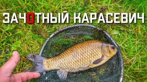 Хорошая рыбалка на карася летом видео