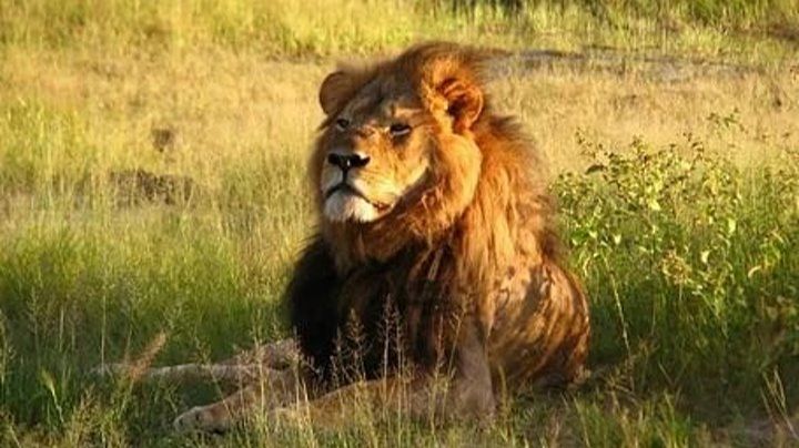 Nat Geo Wild Сесил Наследие короля Cecil The Legacy of a King (2021) смотреть онлайн