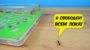 Куда пойдет Муравей если сбежит из формикария?