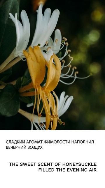 Жимолость смотреть онлайн
