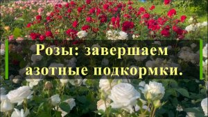 Розы: завершаем азотные подкормки.