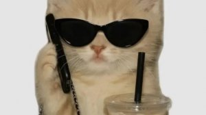 😺Кисы объясняют ★сборник★1 ЧАСТЬ😺#Дамчик#кисыобъясняют#roblox#реки