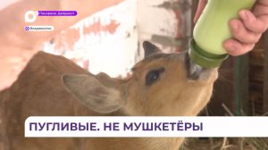 Во Владивостоке в зоопарке «Садгород» выхаживают маленьких косулят