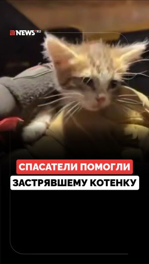 Спасатели четыре дня боролись за жизнь застрявшего котенка