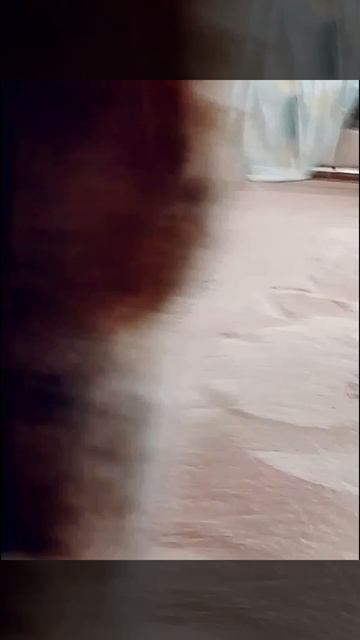 ЛЭМСËНОК KITTY - КОТËНОК СВЕТ! КЛИП НА 20 ПОДПИСЧИКОВ!