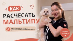Как расчесать мальтипу