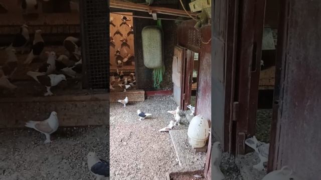 голуби Ломова погода шепчет