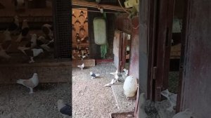 голуби Ломова погода шепчет