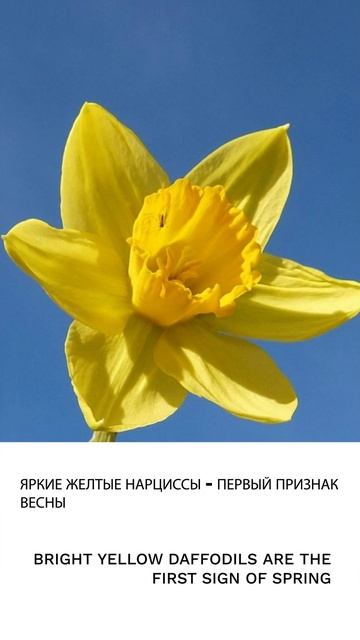 Нарцисс смотреть онлайн
