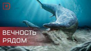 В Избербаше учёные обнаружили останки древнего кита, обитавшего здесь миллионы лет назад