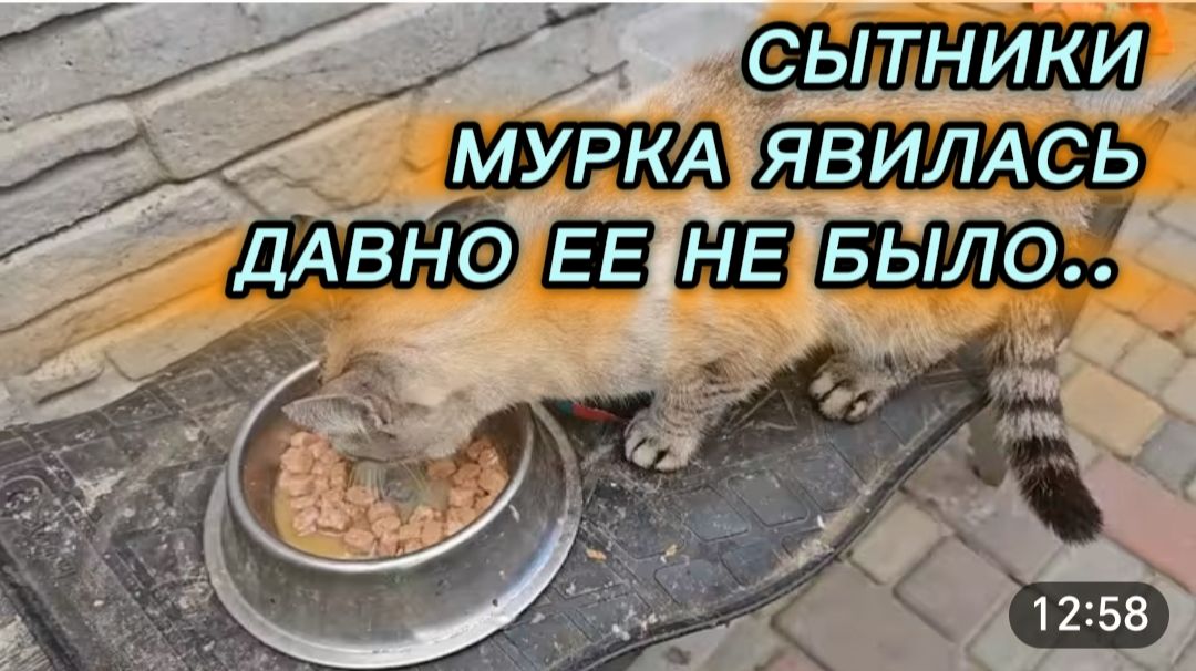 САМВЕЛ АДАМЯН, СЫТНИКИ, МУРКА ЯВИЛАСЬ, ДАВНО ЕЕ НЕ БЫЛО.. смотреть онлайн