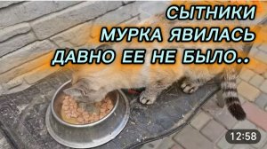 САМВЕЛ АДАМЯН, СЫТНИКИ, МУРКА ЯВИЛАСЬ, ДАВНО ЕЕ НЕ БЫЛО..