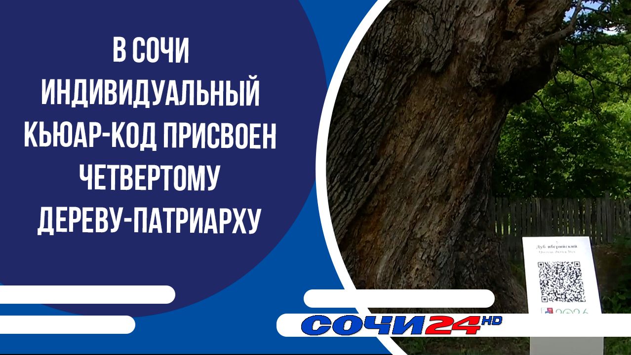 В Сочи индивидуальный кьюар-код присвоен четвертому дереву-патриарху смотреть онлайн