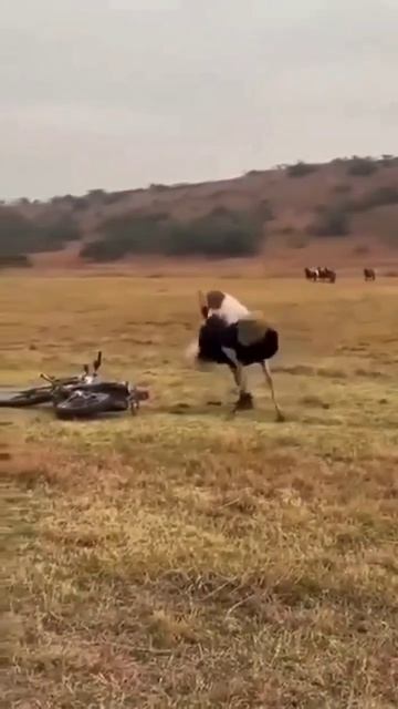 Мужик и страус😃😃😃 смотреть онлайн