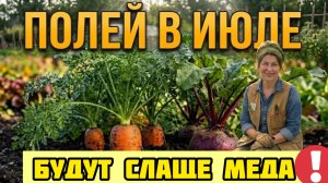 МОРКОВЬ И СВЕКЛА ОБОЖАЮТ ЭТО! Простые июльские подкормки для крупных и сладких корнеплодов