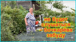 9/7 26 УЧИНИЛА РАСПРАВУ. ЯБЛОНЯ ДУШИТ СМОРОДИНУ.ЧАЙ С МУРАВЬЯМИ. губоЦки надует. ЛЕПЁШКИ НА ГРИЛЕ.
