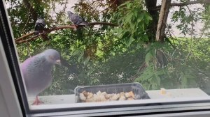 15.07.26г/наглый нарисовался☝️🤗🕊️🕊️🕊️