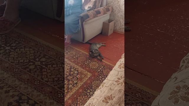 приехали к бабушке и котёнку Сеньке , играем лазером с котёнком. смотреть онлайн