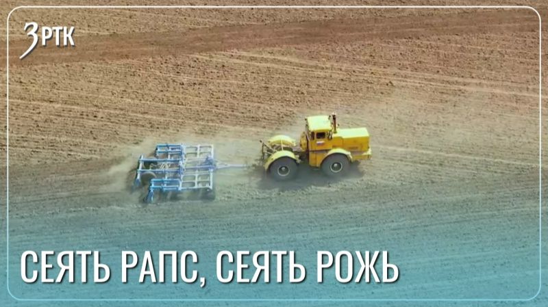 Майские морозы не помешали аграриям сеять рапс и пшеницу