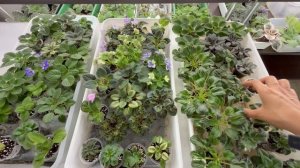 Продажа фиалок из Новокузнецка  за 15.07. +79089505440